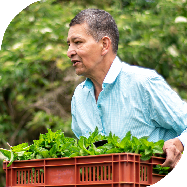 Man with light-medium skin tone and short grey-black hair carries a basket of greens.